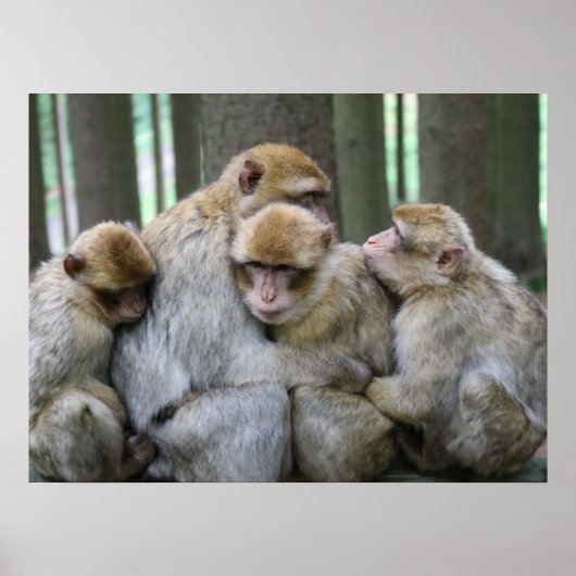 Cute Ape Family Group Hug Photograph Poster (Voorkant)