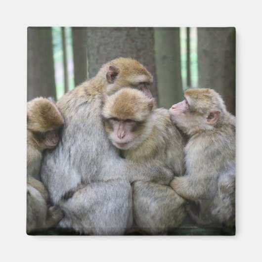 Cute Ape Family Group Hug Photography Magneet (Voorkant)