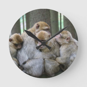Cute Ape Family Group Hug Photography Ronde Klok