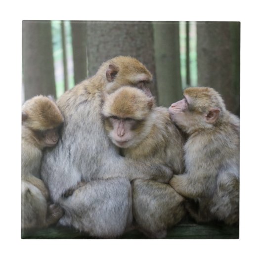 Cute Ape Family Group Hug Photography Tegeltje (Voorkant)