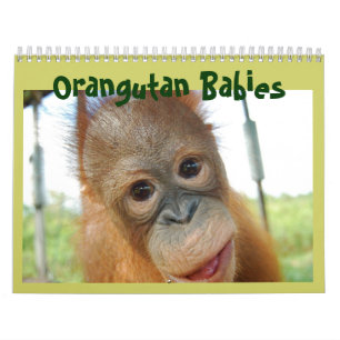 Cute Apes Orangutan Wildlife Kalender