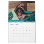 Cute Apes Wildlife Kalender (Feb 2026)
