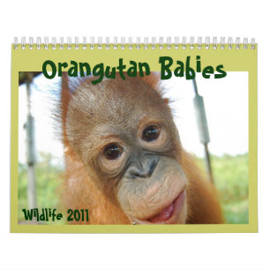Cute Apes Wildlife Kalender