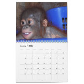 Cute Apes Wildlife Kalender (Jan 2026)