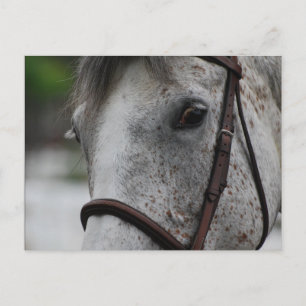 Cute Appaloosa Horse Briefkaart