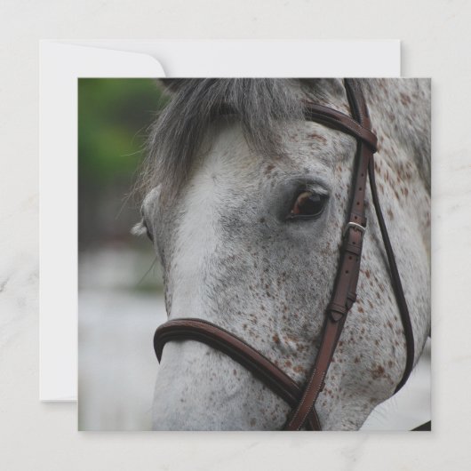 Cute Appaloosa Horse Invitations Kaart (Voorkant)
