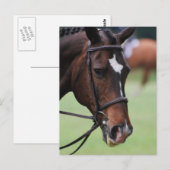 Cute Arabian Horse Briefkaarten (Voorkant / Achterkant)