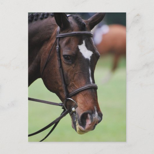 Cute Arabian Horse Briefkaarten (Voorkant)