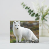 Cute Arctic Fox Briefkaart (Staand voorkant)