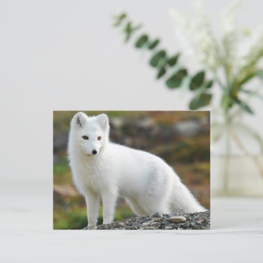 Cute Arctic Fox Briefkaart (Staand voorkant)