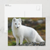 Cute Arctic Fox Briefkaart (Voorkant / Achterkant)