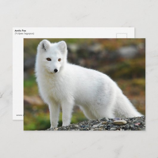 Cute Arctic Fox Briefkaart (Voorkant / Achterkant)