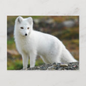 Cute Arctic Fox Briefkaart (Voorkant)