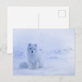 Cute Arctic Fox op Snowy Winter Background Briefkaart (Voorkant / Achterkant)