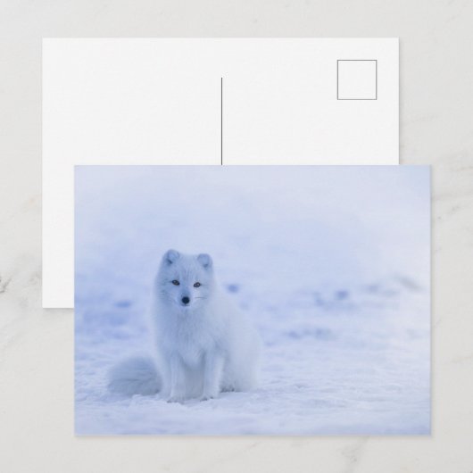 Cute Arctic Fox op Snowy Winter Background Briefkaart (Voorkant / Achterkant)