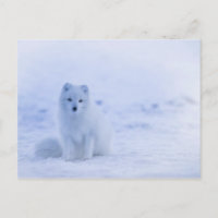 Cute Arctic Fox op Snowy Winter Background