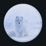 Cute Arctic Fox op Snowy Winter Background Magneet<br><div class="desc">Een magneet met een foto van een witte poolvos. Een wintery sneeuwlandschap omringt dit heerlijke schepsel.</div>