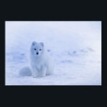 Cute Arctic Fox op Snowy Winter Background Poster<br><div class="desc">Een poster met een foto van een witte poolvos. Een wintery sneeuwlandschap omringt dit heerlijke schepsel.</div>