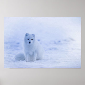 Cute Arctic Fox op Snowy Winter Background Poster