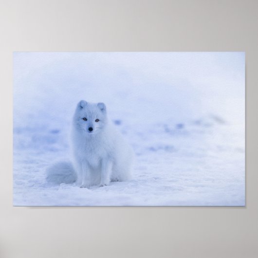 Cute Arctic Fox op Snowy Winter Background Poster (Voorkant)