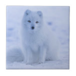 Cute Arctic Fox op Snowy Winter Background Tegeltje<br><div class="desc">Keramische tegel met een foto van een witte poolvos. Een winterachtig besneeuwd landschap omringt dit prachtige wezen.</div>