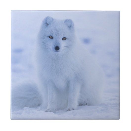Cute Arctic Fox op Snowy Winter Background Tegeltje (Voorkant)