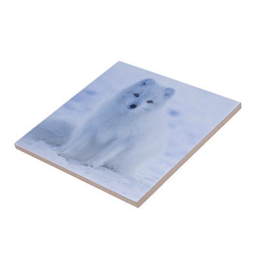 Cute Arctic Fox op Snowy Winter Background Tegeltje (Zijkant)