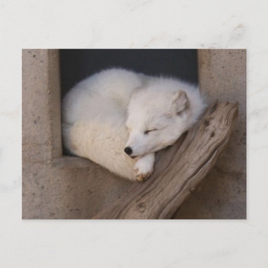 Cute Arctic Fox Slaping Briefkaart (Voorkant)