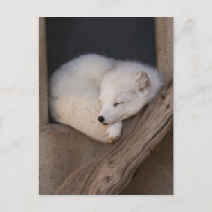 Cute Arctic Fox Slaping Briefkaart