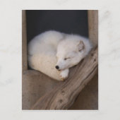 Cute Arctic Fox Slaping Briefkaart (Voorkant)