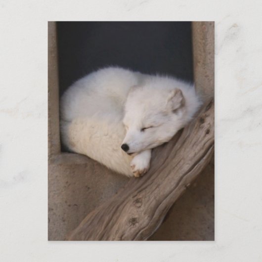 Cute Arctic Fox Slaping Briefkaart (Voorkant)