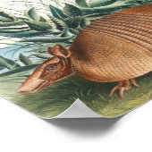 Cute  Armadillo Illustration Poster (Hoek)