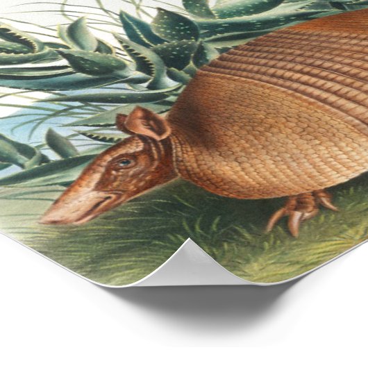 Cute  Armadillo Illustration Poster (Hoek)