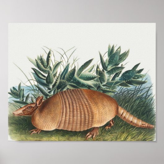 Cute  Armadillo Illustration Poster (Voorkant)