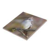 Cute Ash-Throated Flycatcher Songbird on Branch