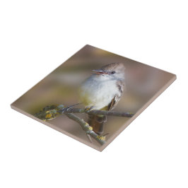 Cute Ash-Throated Flycatcher Songbird on Branch Tegeltje