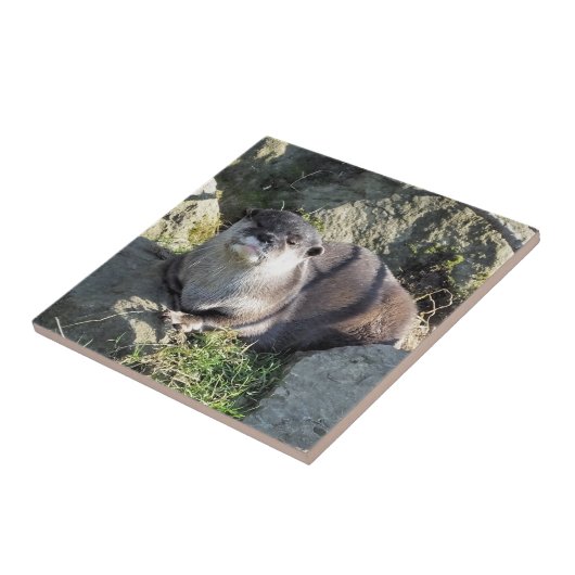 CUTE ASIAN OTTER TEGELTJE (Zijkant)