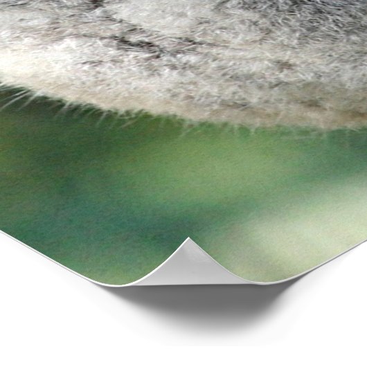 Cute Australian koala Poster (Hoek)