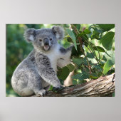 Cute Australian koala Poster (Voorkant)
