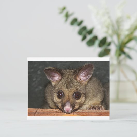 Cute Australian possum Briefkaart (Staand voorkant)