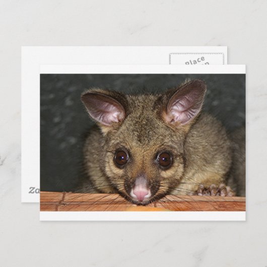 Cute Australian possum Briefkaart (Voorkant / Achterkant)