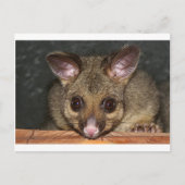 Cute Australian possum Briefkaart (Voorkant)