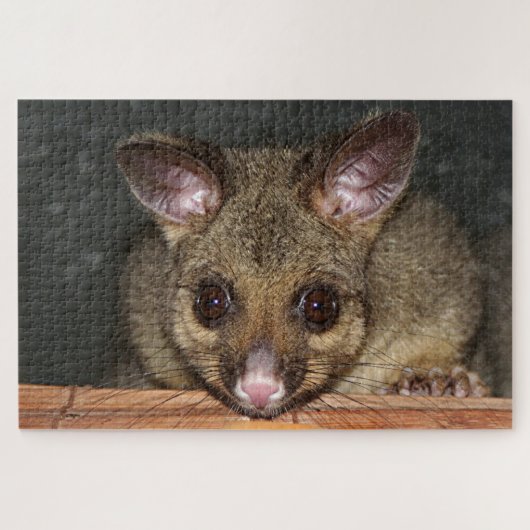 Cute Australian possum Legpuzzel (Horizontaal)