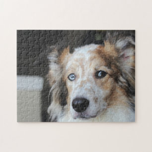 Cute Australian Shepherd Dog Portrait Legpuzzel