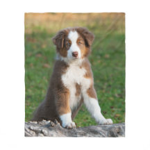 Cute Australian Shepherd Dog Puppy, comfort