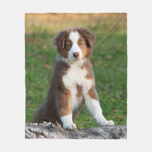 Cute Australian Shepherd Dog Puppy, comfort Fleece Deken (Voorkant)