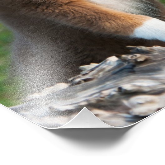 Cute Australian Shepherd Dog Puppy Pet Paperprint Foto Afdruk (Hoek)