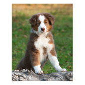 Cute Australian Shepherd Dog Puppy Pet Paperprint Foto Afdruk (Voorkant)