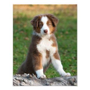 Cute Australian Shepherd Dog Puppy Pet Paperprint Foto Afdruk