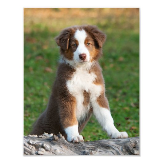 Cute Australian Shepherd Dog Puppy Pet Paperprint Foto Afdruk (Voorkant)